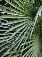 Tropical palm leaf close up photo