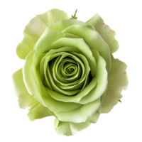 AI generated Green Rose on isolated background png