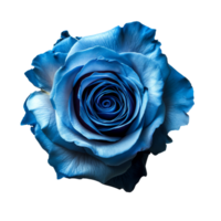 AI generated Blue Rose on isolated background png