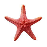 ai gerado estrelas do mar em transparente fundo png