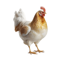 ai généré poulet poule sur transparent Contexte - ai généré png