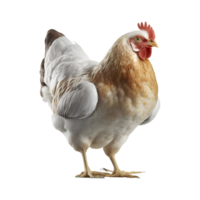 ai généré poulet poule sur transparent Contexte - ai généré png