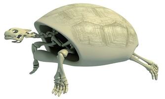 Tortoise anatomy Turtle Skeleton on white background 3D rendering photo