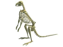 Kangaroo Skeleton animal anatomy 3D rendering photo