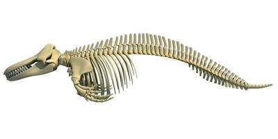 Killer Whale Orca Skeleton 3D rendering photo