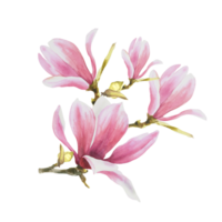 magnolia rosa blomma lämna knopp gren. vattenfärg hand dragen illustration. blommig ClipArt av hälsningar inbjudningar, årsdagar, bröllop, födelsedagar kort och klistermärken png