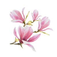 Magnolie Rosa Blume verlassen Knospe Ast. Aquarell Hand gezeichnet Illustration. Blumen- Clip Art von Schöne Grüße Einladungen, Jahrestage, Hochzeit, Geburtstage Karten und Aufkleber png