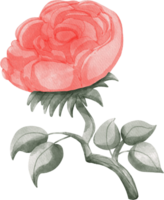watercolor rose clip art png