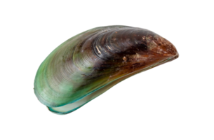 top visie van gestoomd of gekookt groen mossel geïsoleerd met knipsel pad in PNG het dossier formaat.