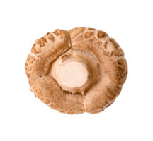 Top view of shiitake mushrooms isolated with clipping path in png file format