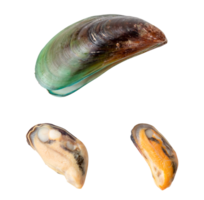 Top view of steamed or cooked food of fresh beautiful green mussels isolated with clipping path in png file format