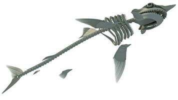 Great White Shark Skeleton 3D rendering on white background photo