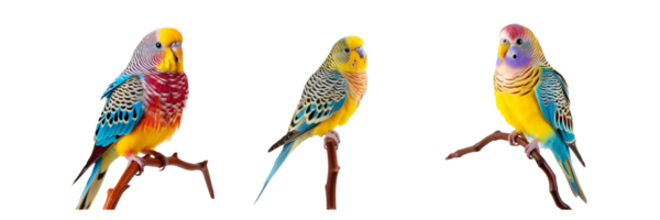 AI generated three colorful parakeets sitting on a branch png