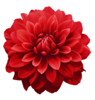Red flower isolated on transparent background png