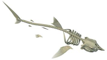 Great White Shark Skeleton 3D rendering on white background photo