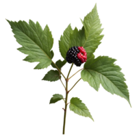 AI generated Blackberry foliage isolated on transparent background png