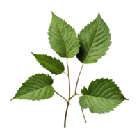 AI generated Blackberry foliage isolated on transparent background png