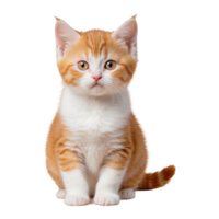 AI generated young exotic cat orange and white one month old isolated on transparent background png