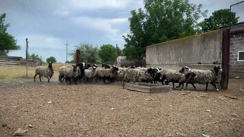 oveja granja. Rango libre oveja. oveja agricultura. video