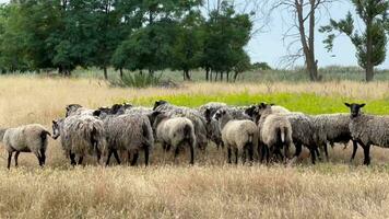 en plein air mouton. une vue de mouton pâturage dans abandonné sec terre ou des champs sur une ensoleillé journée. mouton agriculture. mouton agriculture. video