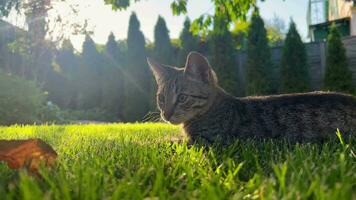 uma gatinho dentro a Jardim tocam com folhas. uma malhado gato em uma verde gramado relaxa dentro a Sol. caminhando uma gato. video