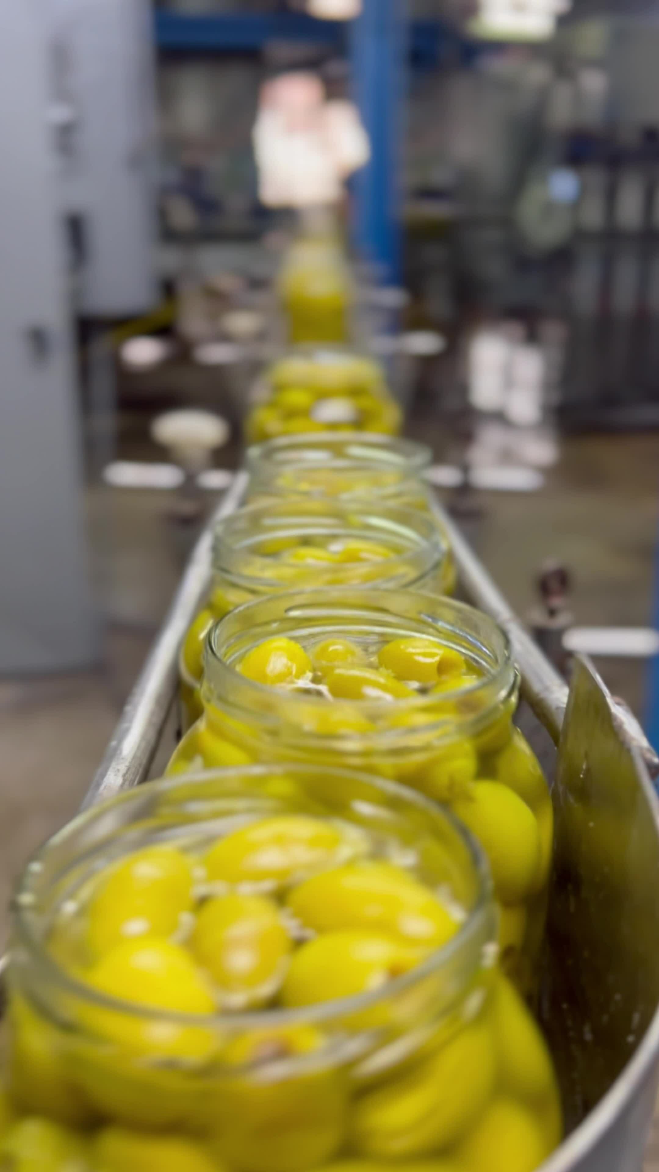 Close up Of Green Olives On Conveyor Belt Blurred Background Of A Close up Of Green Olives On Conveyor Belt Blurred Background Of A