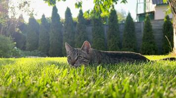 gående katt. inhemsk kattunge på en promenad i de gård. en överraskad tabby katt klockor de flygande insekter spänt. liten kattunge spelar, löpning och jakt. en sällskapsdjur. video