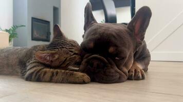 chat et chien fermer contre le Contexte de le cheminée. mignonne tigré chaton lèche une français bouledogue chiot. relation amicale entre une chat et une chien. video