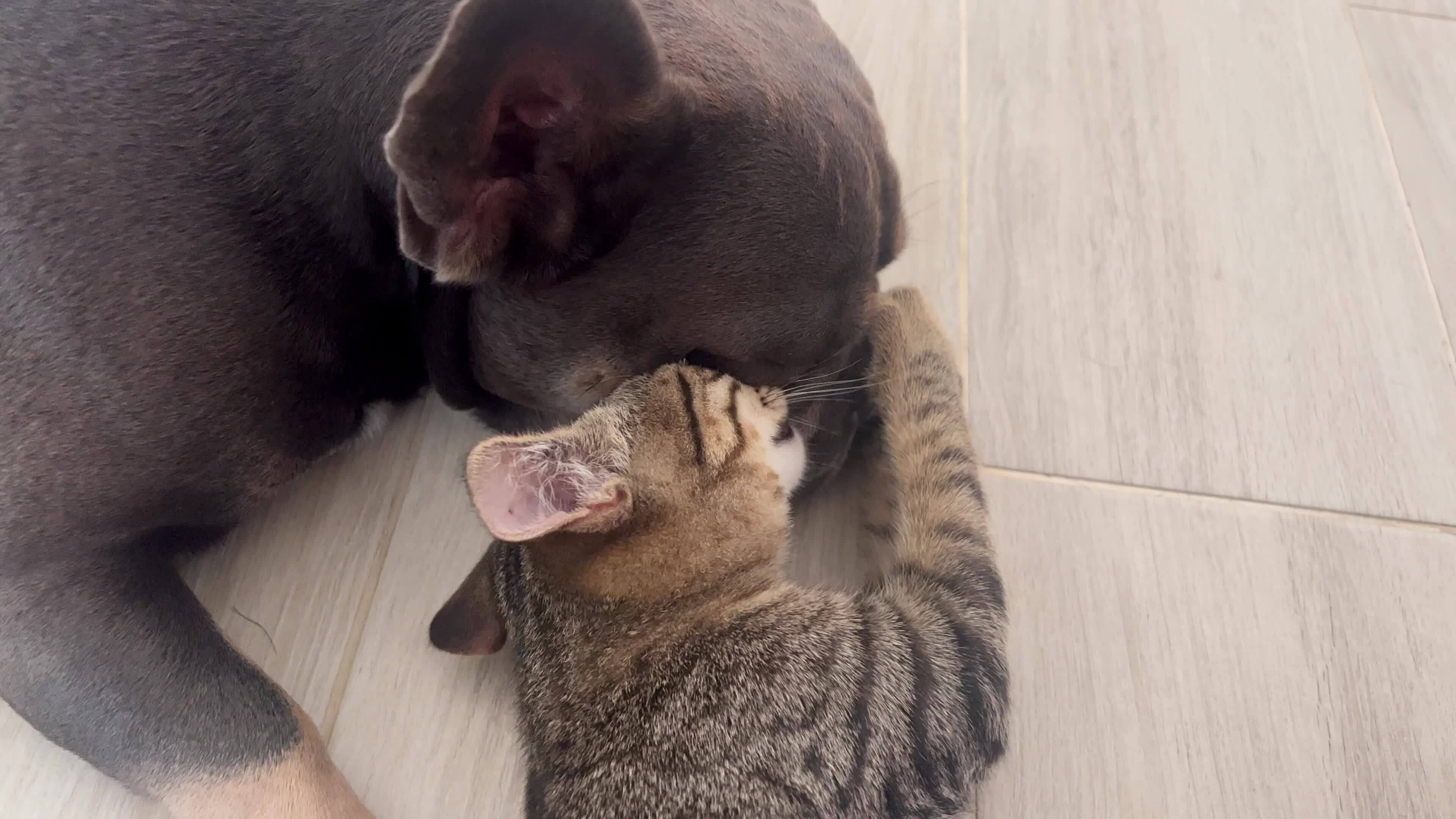A kitten licks a dog. The cat hugs the Dog and grooms his fur on the