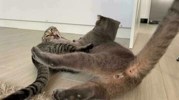 Two active cats play and somersault on the floor. Close up shooting against a light background. Funny Videos with animals.