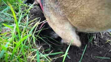 Hyperactive burrowing dog in the field. Digging dog, thrust the head into a hole. video
