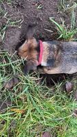 Hyperactive burrowing dog in the field. A funny dog digs the ground in the park. Funny pets in Germany. video