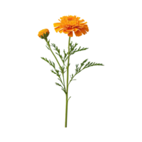 ai généré souci fleur isolé sur transparent Contexte png