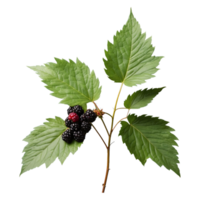 AI generated Blackberry foliage isolated on transparent background png