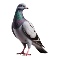 ai généré Pigeon oiseau isolé sur transparent Contexte png