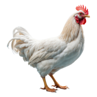 ai généré poulet isolé sur transparent Contexte png