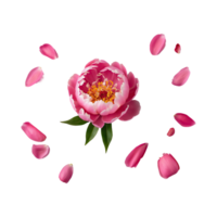 AI generated Romantic design with peony petals isolated on transparent background png