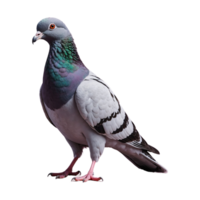 ai généré Pigeon oiseau isolé sur transparent Contexte png