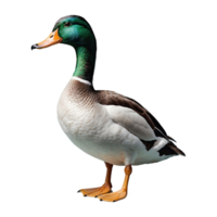 AI generated Duck isolated on transparent background png