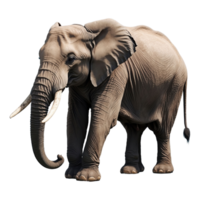 ai generiert Elefant isoliert auf transparent Hintergrund png