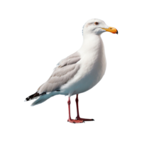 AI generated Seagull bird isolated on transparent background png