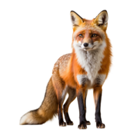 ai généré Renard isolé sur transparent Contexte png