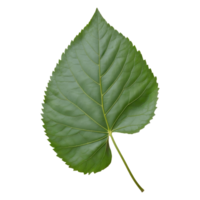 AI generated hackberry leaf isolated on transparent background png