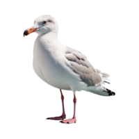 ai generado Gaviota pájaro aislado en transparente antecedentes png