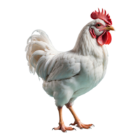 ai genererad kyckling isolerat på transparent bakgrund png
