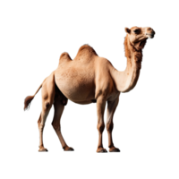 ai generado camello aislado en transparente antecedentes png