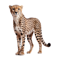 AI generated Cheetah isolated on transparent background png