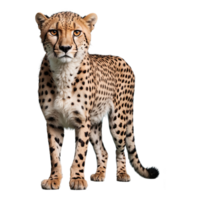 AI generated Cheetah isolated on transparent background png