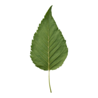 AI generated hackberry leaf isolated on transparent background png