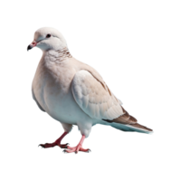 ai generado palomas pájaro aislado en transparente antecedentes png